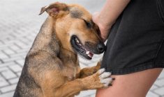 Florida dog bite law