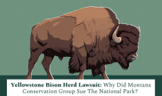yellowstone bison herd lawsuit