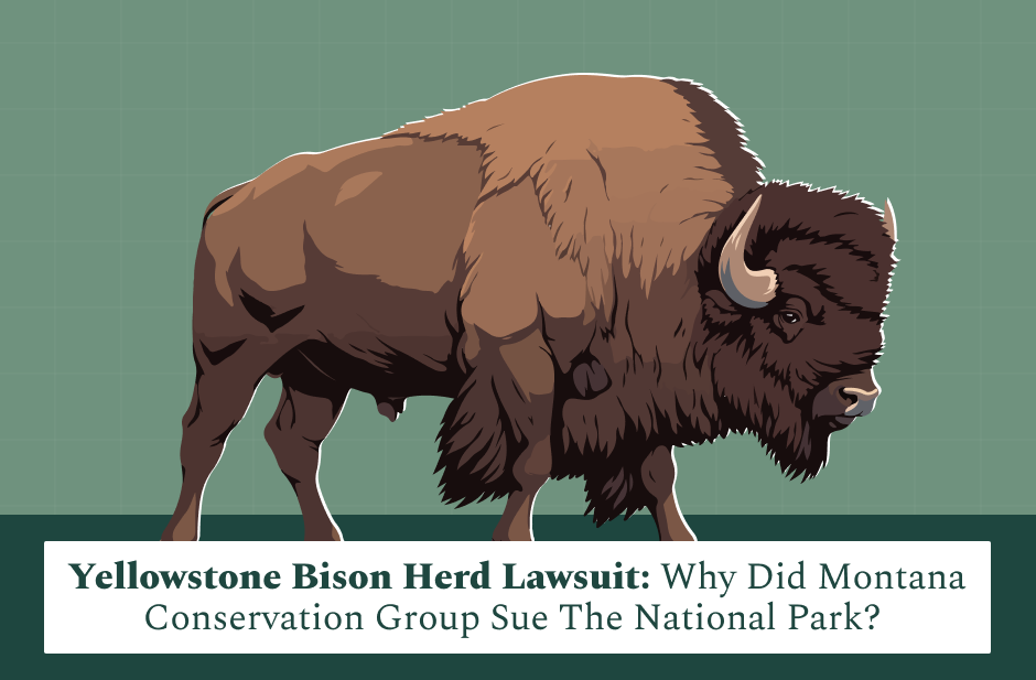 yellowstone bison herd lawsuit